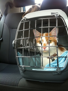 cat in carrier in a vehicle